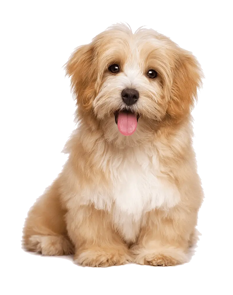 dog training,dog training near me,dog obedience training,dog trainer,dog agility training,service dog training,agility dog training,private in home dog training,affordable in-home dog training,los angeles,california,90049