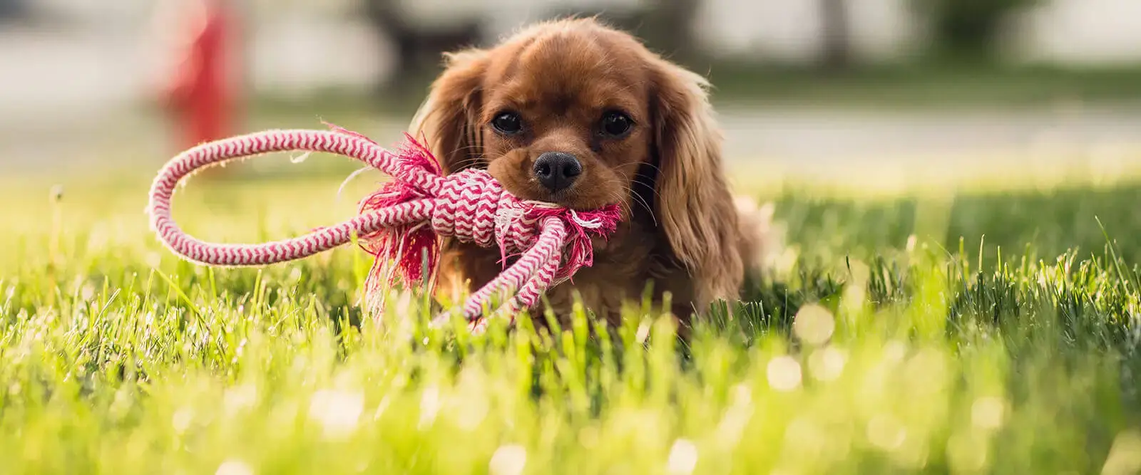 In-Home Pet Sitting: The Best Solution for Your Pet's Comfort and Well-Being