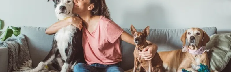 dog training, dog training near me, dog obedience training, dog trainer, dog agility training, service dog training, agility dog training, in home dog training