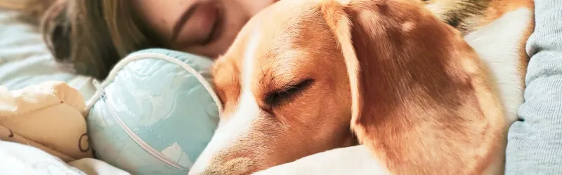 dog training, therapy dog training, therapy dog training near me, service dog training, service dog training near me, training a therapy dog, training a service dog, therapy dogs training