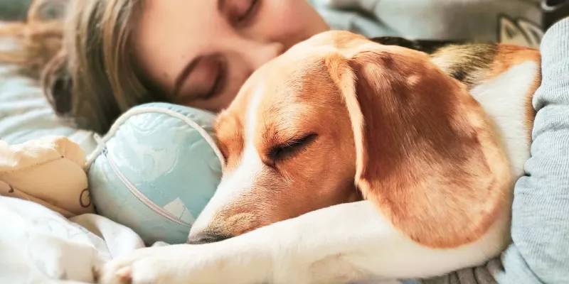 dog training, therapy dog training, therapy dog training near me, service dog training, service dog training near me, training a therapy dog, training a service dog, therapy dogs training