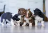 training,puppy social skills,puppy socialization,puppy training