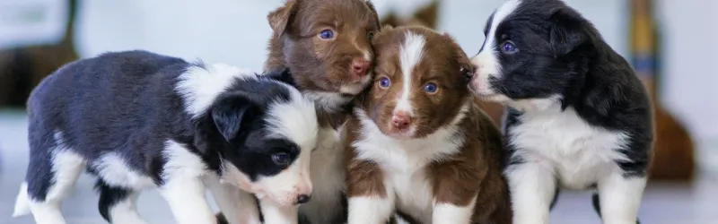 dog training, puppy training, leash training a puppy, class puppy training, best training treats for puppies, dog training tips for puppies