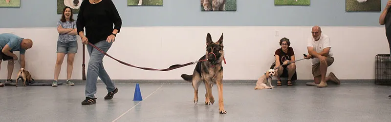 group dog training, group dog training classes, puppy socialization classes, dog training group classes, dog group training classes, dog training groups