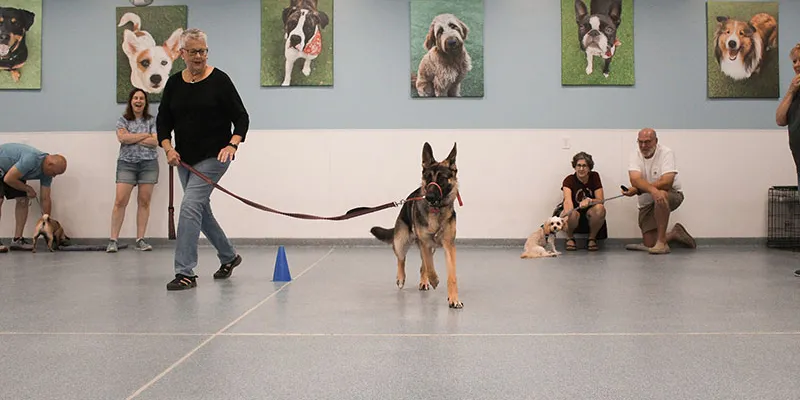 dog performance training, dog performance training near me, dog trick training, dog trick training near me, dog agility training , dog agility training near me