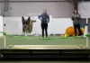 dog performance training, dog performance training near me, dog trick training, dog trick training near me, dog agility training, dog agility training near me, tricks to train your dog, dog training tricks