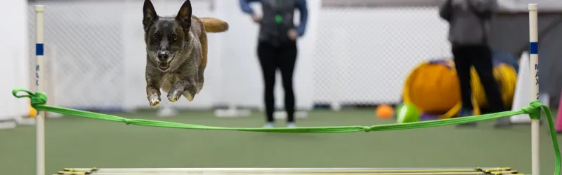 dog training seminars, dog training seminars near me, dog training workshop, dog training workshops, dog training workshop near me, los angeles, california