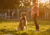 dog training near me, puppy training, service dog training, dog obedience training, petsmart dog training