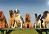 group dog training, group dog training classes, group dog training near me, group dog training classes near me, puppy classes, dog obedience classes, los angeles, california