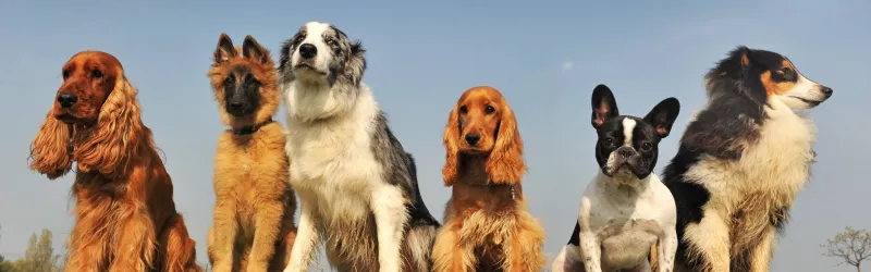 group dog training, group dog training classes, dog obedience classes, puppy socialization classes, dog group training classes, dog training groups