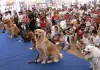 dog training, dog training seminar, dog training seminars, dog training seminars near me, dog training workshop, dog training workshops, los angeles, california