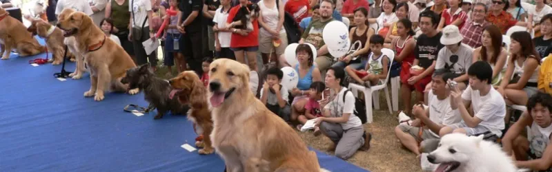 group dog training, group dog training classes, dog obedience classes, puppy class, dog group training classes, dog training groups