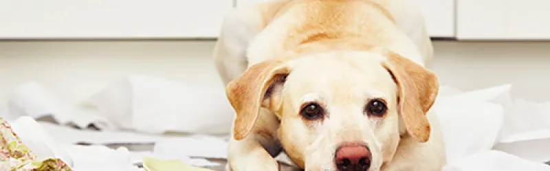 dog behavioral training near me, dog training & behavior, behavior training for dogs, behavioral training for dogs, dog training and behavior, aggressive behavior dog training