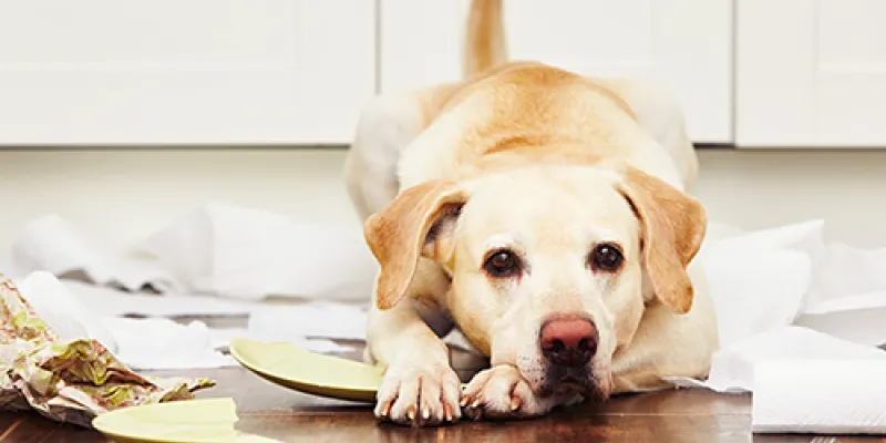 dog training, dog behavior training at home, dog behaviourist, dog behavior training, dog behavior training near me, dog training classes, dog trainers, behavioral dog training, behavioral dog training near me, dog behavioral training, dog behavioral training near me, dog training & behavior