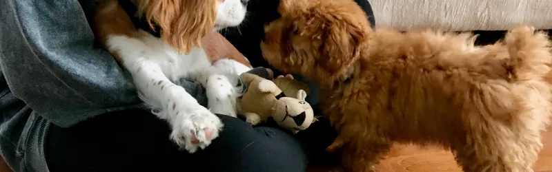 dog training, puppy training, puppy socialization, puppy dog training, puppy obedience training, class puppy training, when to start training a puppy, dog training tips for puppies,