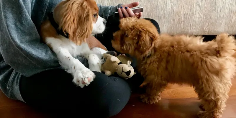 group dog training, group dog training classes, group dog training near me, group dog training classes near me, puppy classes, dog obedience classes, puppy class, puppy socialization classes, dog training group classes, los angeles, california