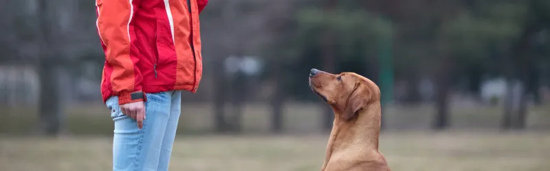 Whether you’re just starting with puppy training or looking for the best dog obedience classes near you, this guide covers everything you need to know to turn your dog into a well-mannered companion.