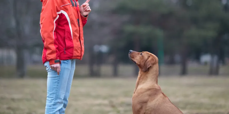 Whether you’re just starting with puppy training or looking for the best dog obedience classes near you, this guide covers everything you need to know to turn your dog into a well-mannered companion.