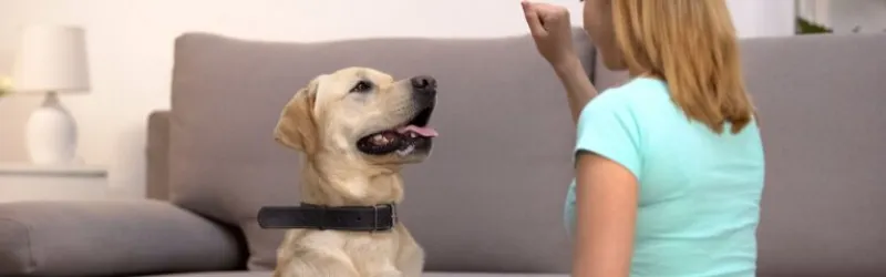 dog training, dog training near me, dog obedience training, dog trainer, dog agility training, service dog training, agility dog training, in home dog training