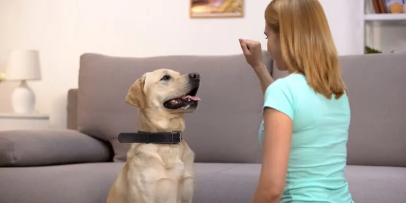 dog training, dog training near me, dog obedience training, dog trainer, dog agility training, service dog training, agility dog training, in home dog training