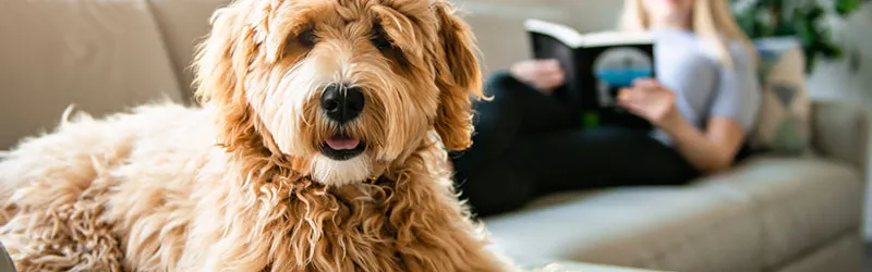 dog training, dog training near me, dog obedience training, dog trainer, dog agility training, service dog training, agility dog training, in home dog training