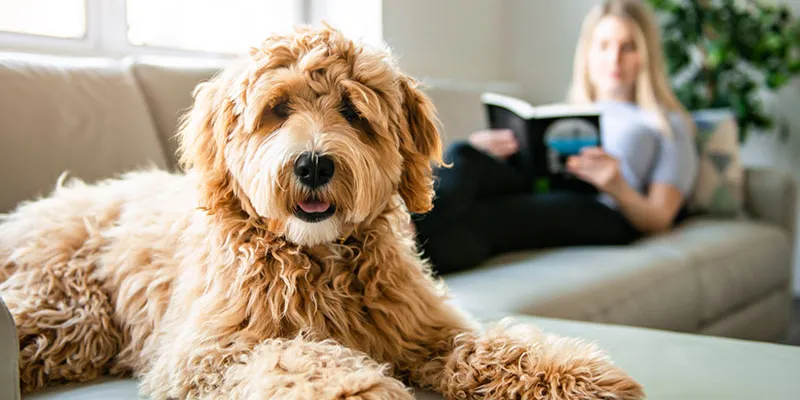 dog training, dog training near me, dog obedience training, dog trainer, dog agility training, service dog training, agility dog training, in home dog training