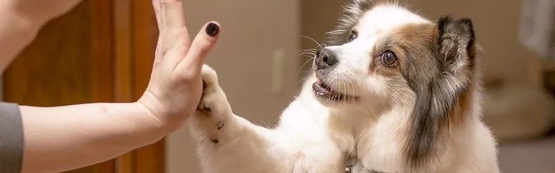 dog training, pet sitting, training reinforcement