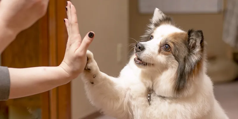 dog training, pet sitting, training reinforcement