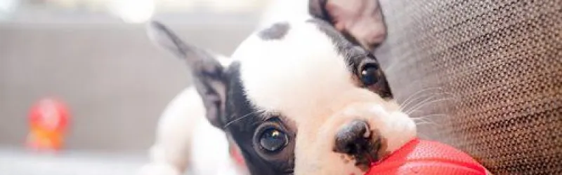 dog training, dog behavior training at home, dog behaviourist, dog behavior training, dog behavior training near me, dog training classes, dog trainers, behavioral dog training, behavioral dog training near me, dog behavioral training