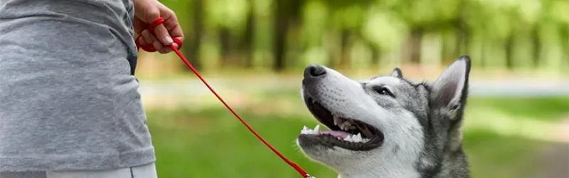 dog training, pet sitting, training reinforcement