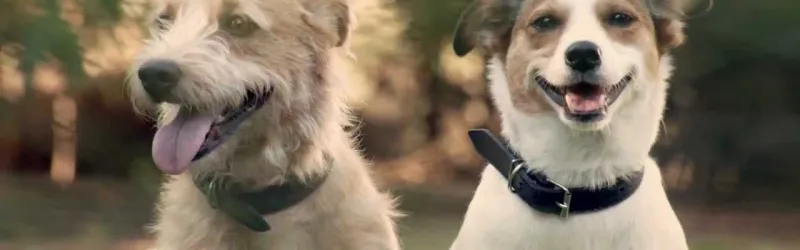 Whether you have a new puppy or an older dog that could use some fine-tuning, dog training is key to ensuring a happy and harmonious household.