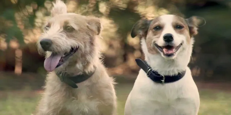 Whether you have a new puppy or an older dog that could use some fine-tuning, dog training is key to ensuring a happy and harmonious household.