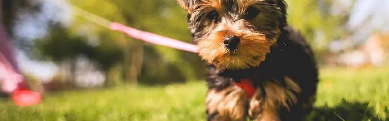 dog training, pet sitting, dog walking