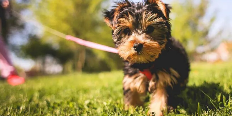 dog training, pet sitting, dog walking