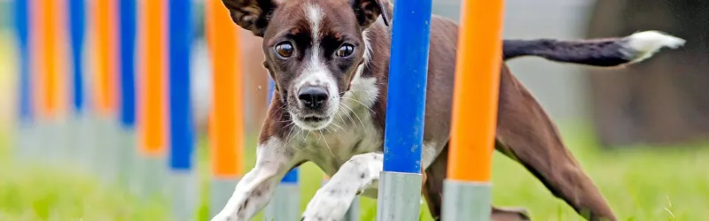 Dog training is an essential part of ensuring that your furry friend is well-behaved, happy, and confident. In this guide, we'll cover various types of dog training, the benefits, and how to find the best dog trainer near you.