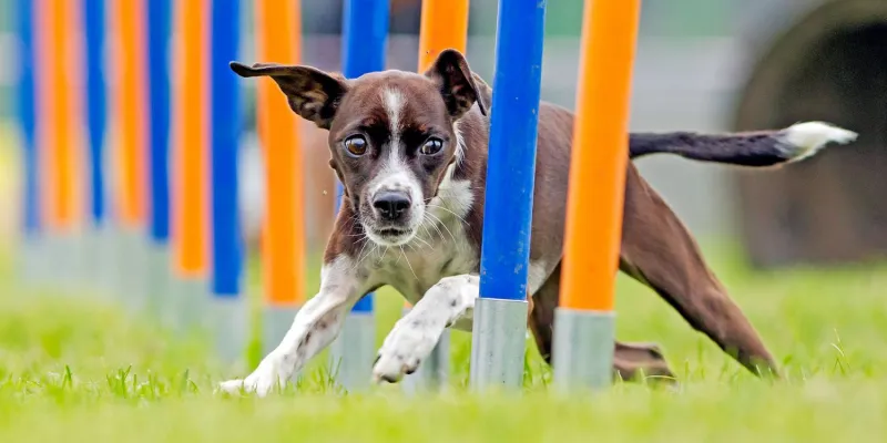 Dog training is an essential part of ensuring that your furry friend is well-behaved, happy, and confident. In this guide, we'll cover various types of dog training, the benefits, and how to find the best dog trainer near you.