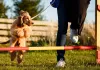 Whether you're a new dog owner or an experienced handler, having a structured approach to dog training is essential for success.