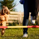 Top 10 Tips for Effective Dog Training