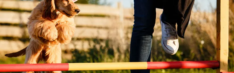 dog training, dog training seminars, dog training workshop