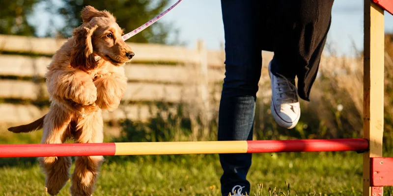 dog training, pet sitting, training reinforcement