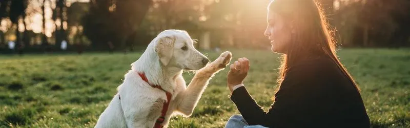 dog training, near me, puppy training, service dog training, dog obedience training, petsmart dog training, puppy, obedience training