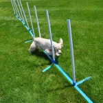 Essential Pet Training Supplies: A Comprehensive Guide