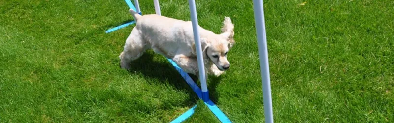 dog training, puppy training, service dog training, dog obedience training