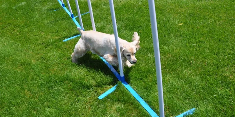 dog training, puppy training, service dog training, dog obedience training