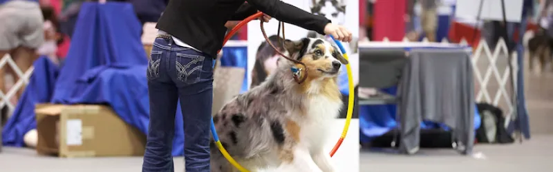 dog training, dog training seminar, dog training seminars, dog training workshop, dog training workshops