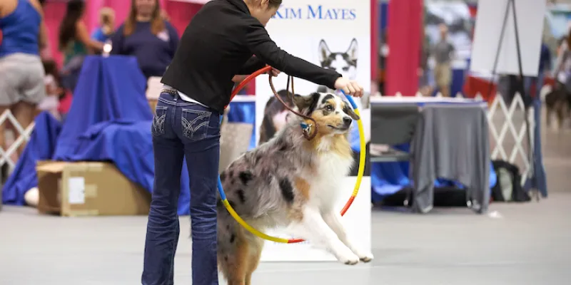 dog training, dog training seminar, dog training seminars, dog training workshop, dog training workshops