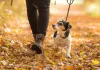 dog training, pet sitting, dog walking