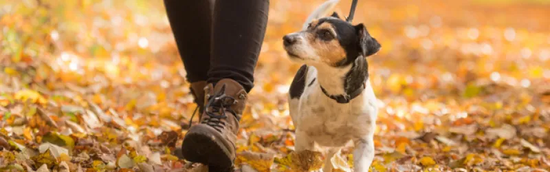 dog training, pet sitting, dog walking