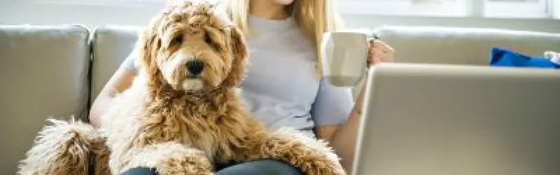 dog behavior training at home, dog behavior training, behavioral dog training, behavioral training for dogs, dog training and behavior
