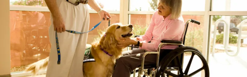 dog training, therapy dog training, therapy dogs training, how to train a therapy dog, training, train therapy dog, training therapy dogs